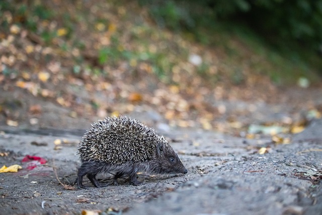 超凡的专注 超凡的专注