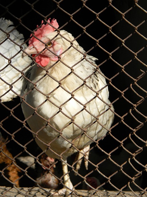 围绕这一主 围绕这一主